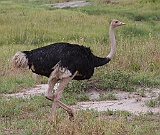 Ostrich