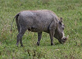 Warthog