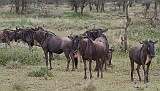 Wildebeest