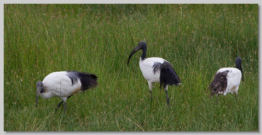 Travel birds